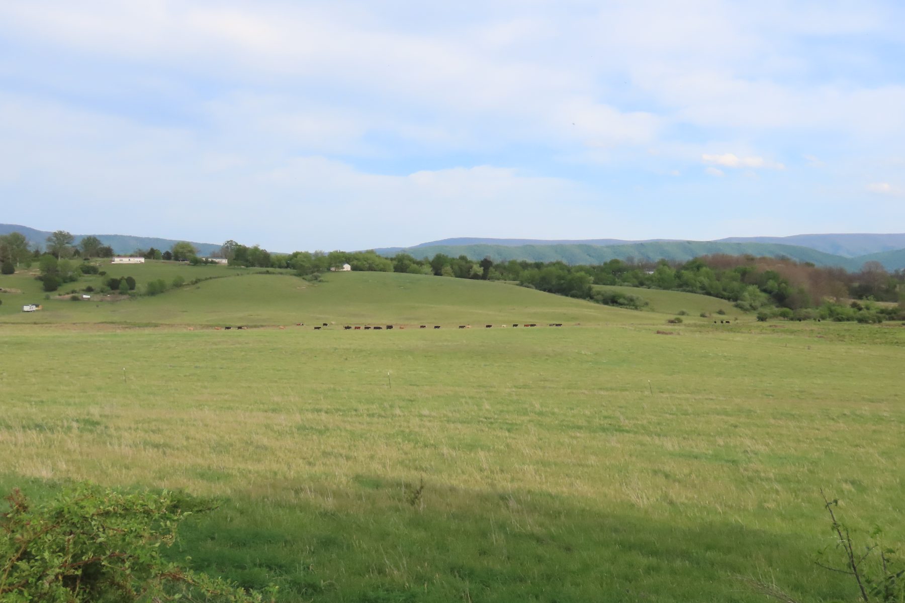 Rolling Hardy County pasture with cattle grazing in the middle distance and Appalachian mountain ridges in the background